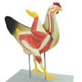 Buy one 12009 Animal Hen, 8-parts Plastic Chicken Anatomical Model